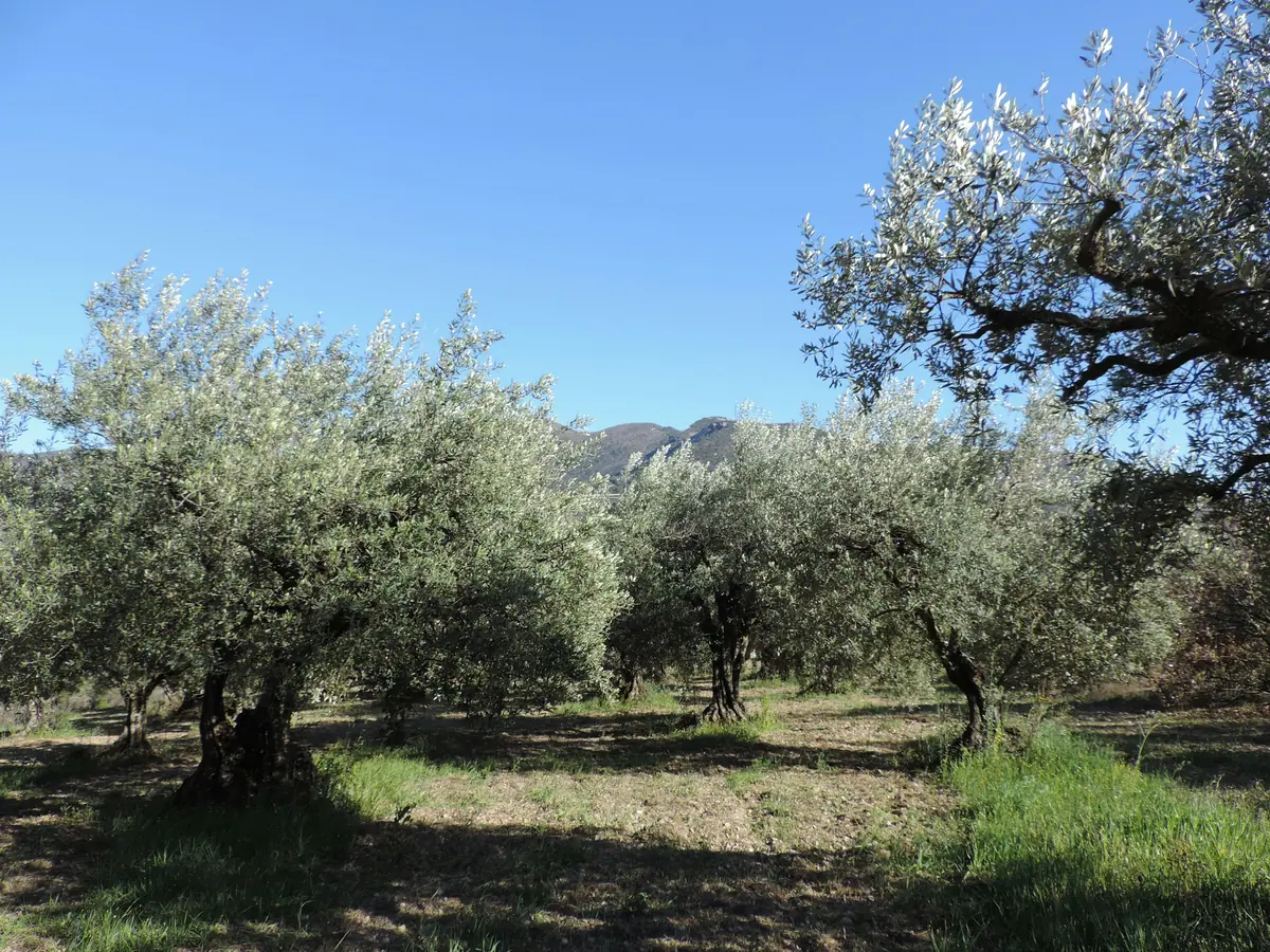 Güneşli bir günde sıra sıra zeytin ağaçları