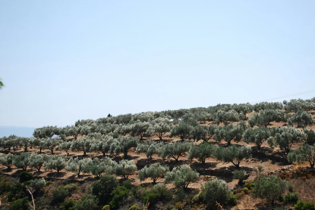 Tepelere yayılan zeytin bahçeleri