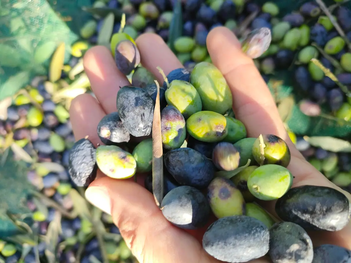 Avuç içinde yeşil ve siyah zeytin taneleri