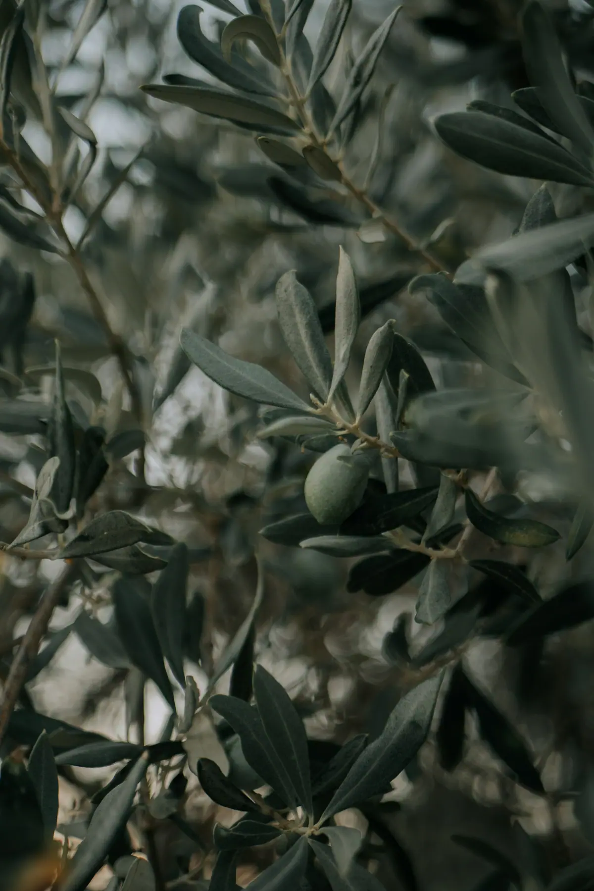 Zeytin dalları ve yaprakları arasında bir zeytin tanesi
